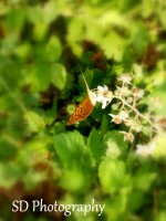 /album/galerie-photos/dscn1555-jpg/